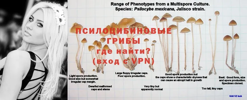 Галлюциногенные грибы Psilocybe  как найти   Искитим 